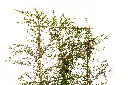 3X0A9606 .webp