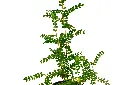 سنتلوبيا 1.webp