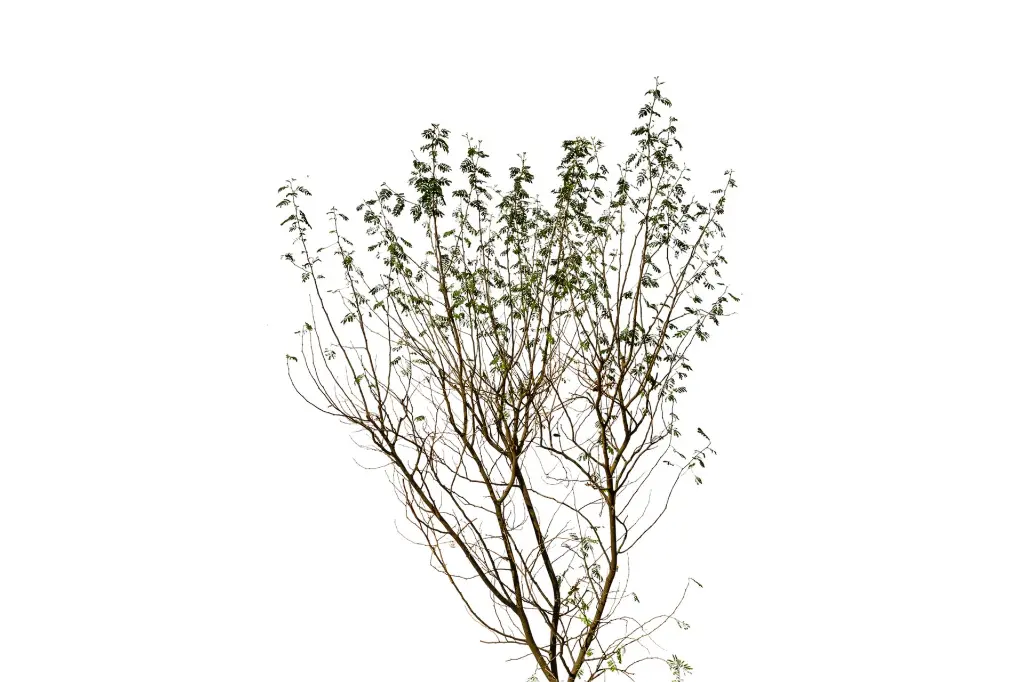 3X0A9233-1.webp