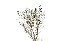 3X0A9233-1.webp