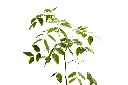 3X0A9354 .webp