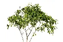 3X0A9211-1.webp
