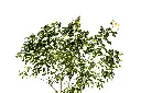 اكاسيا جلوكا 2.webp