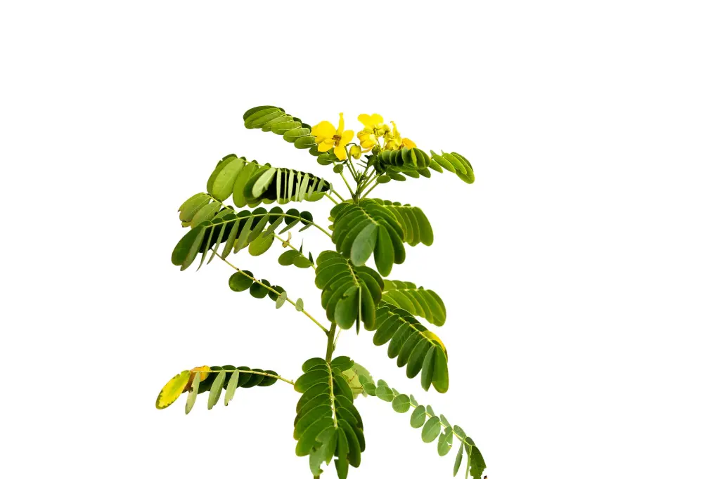 3X0A9387 .webp