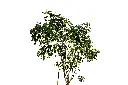اكاسيا جلوكا 03.webp