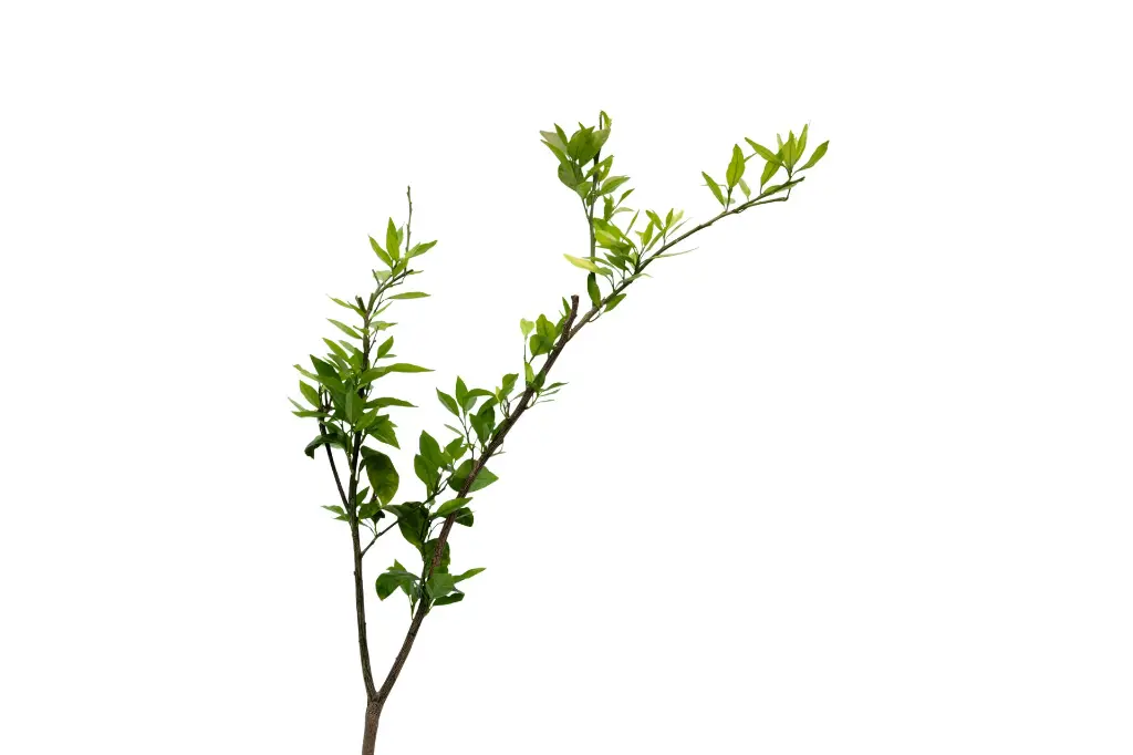 3X0A9695 .webp