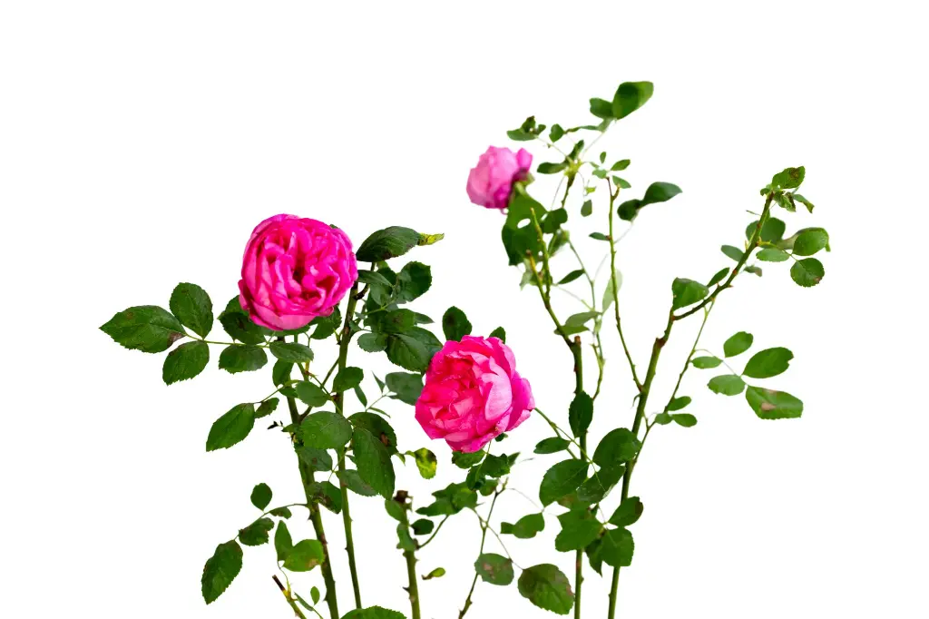 3X0A9442 .webp