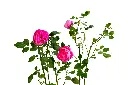 3X0A9442 .webp