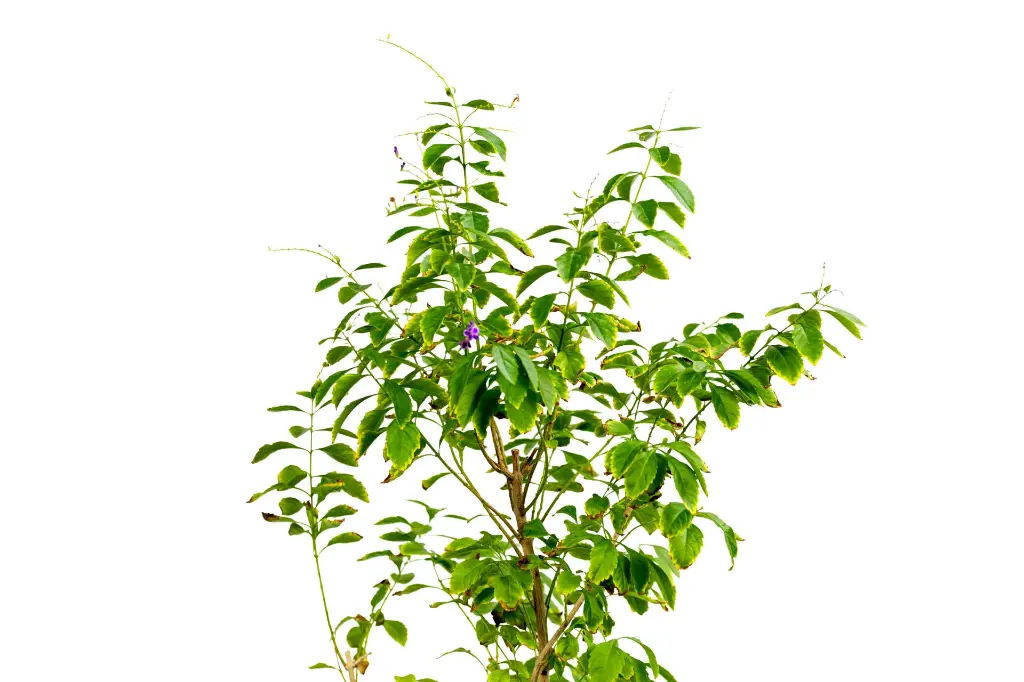 دورنتا خضراء 4.webp