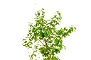 دورنتا خضراء 4.webp