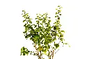 3X0A9376 .webp