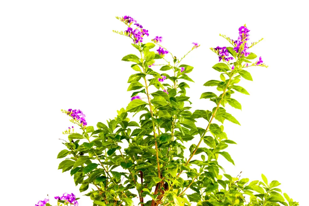 دورنتا خضراء عامودية 2.webp