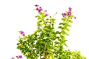 دورنتا خضراء عامودية 2.webp