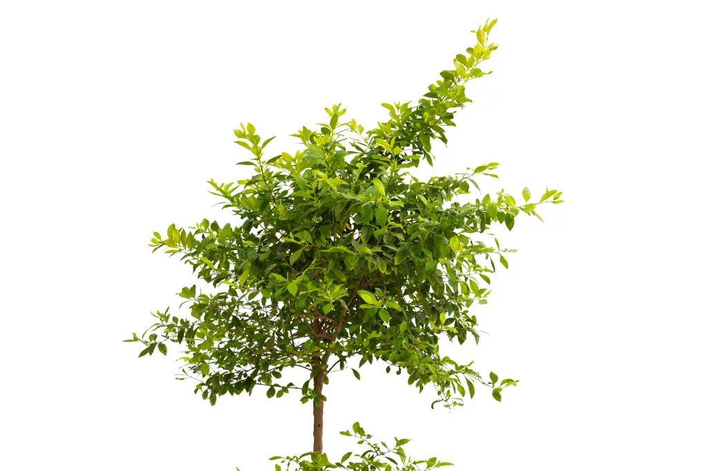 3X0A9509.webp