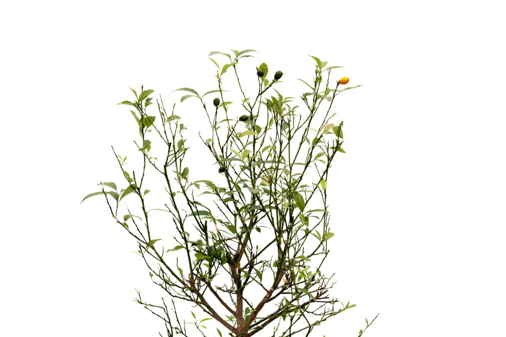 3X0A9683 .webp