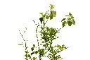3X0A9621 .webp