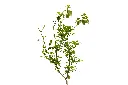 3X0A9619 .webp