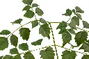 ملنجتونيا (Millingtonia) - 2.webp