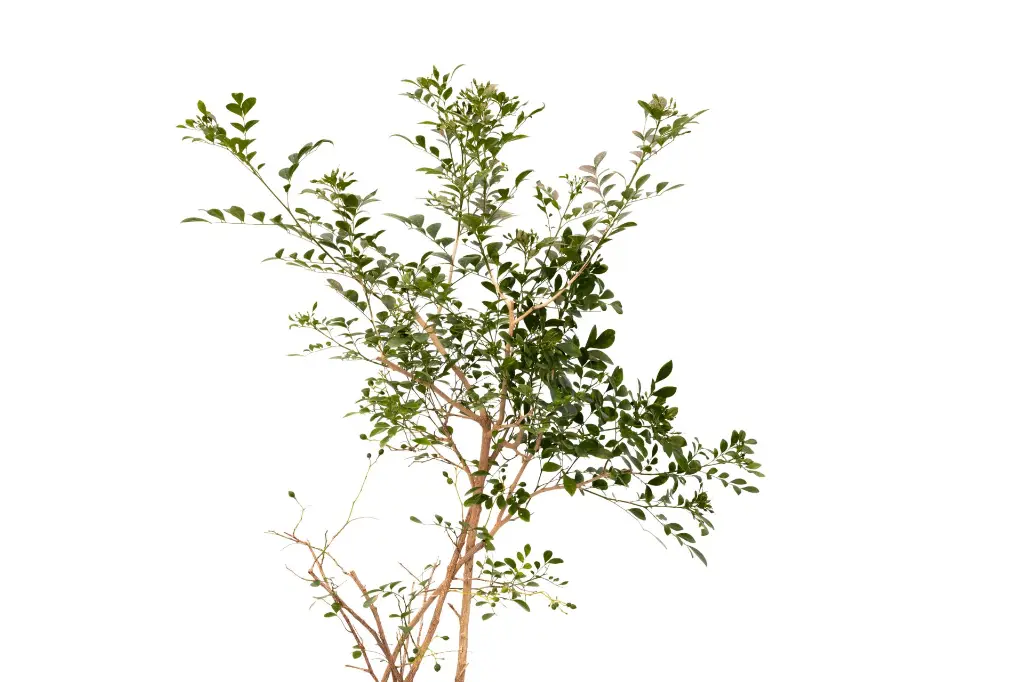 3X0A9678 .webp