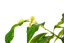 SUL70326 - 3.webp