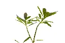 3X0A9611 .webp