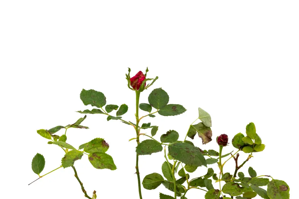 3X0A9804 .webp