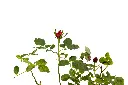 3X0A9804 .webp