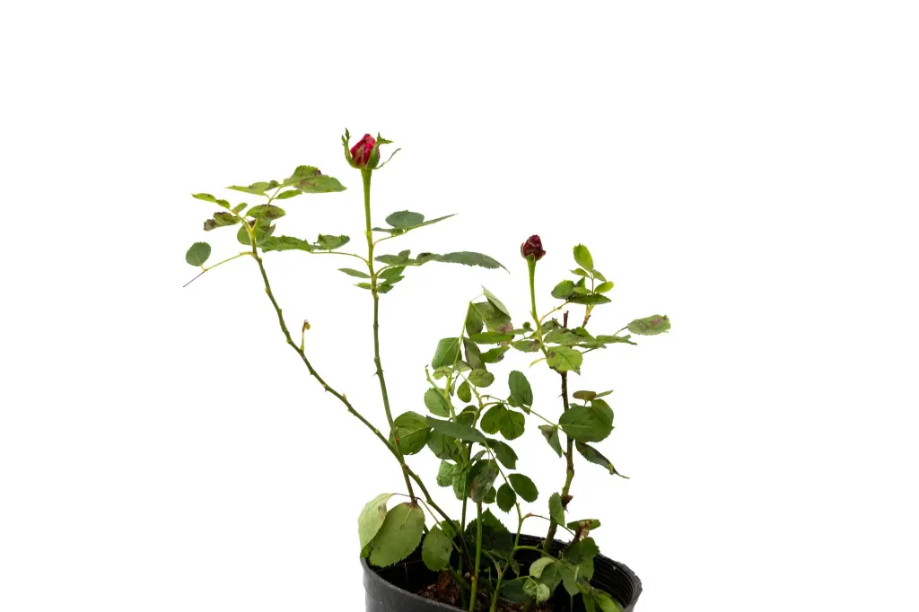 3X0A9806 .webp