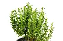 3X0A9451-1.webp