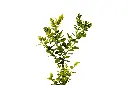 3X0A9258-1 copy.webp