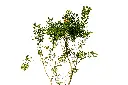 3X0A9222-1.webp
