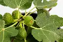SUL70127 - 3.webp