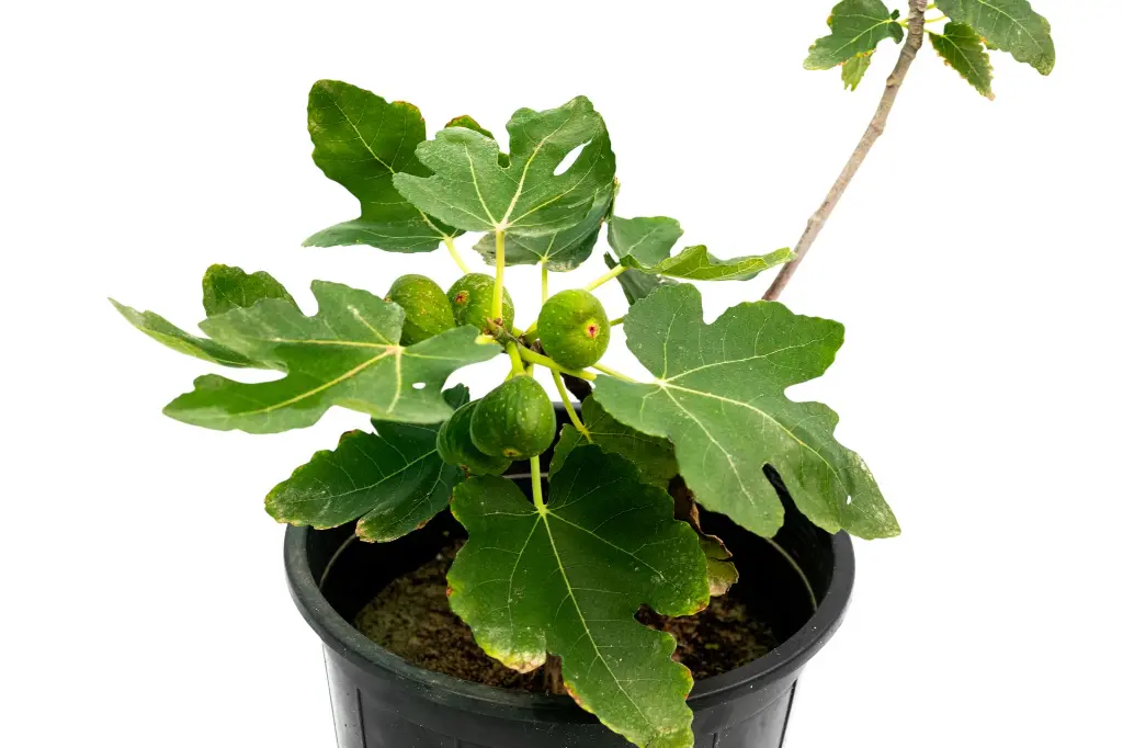 SUL70127 - 2.webp
