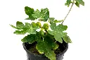 SUL70127 - 2.webp