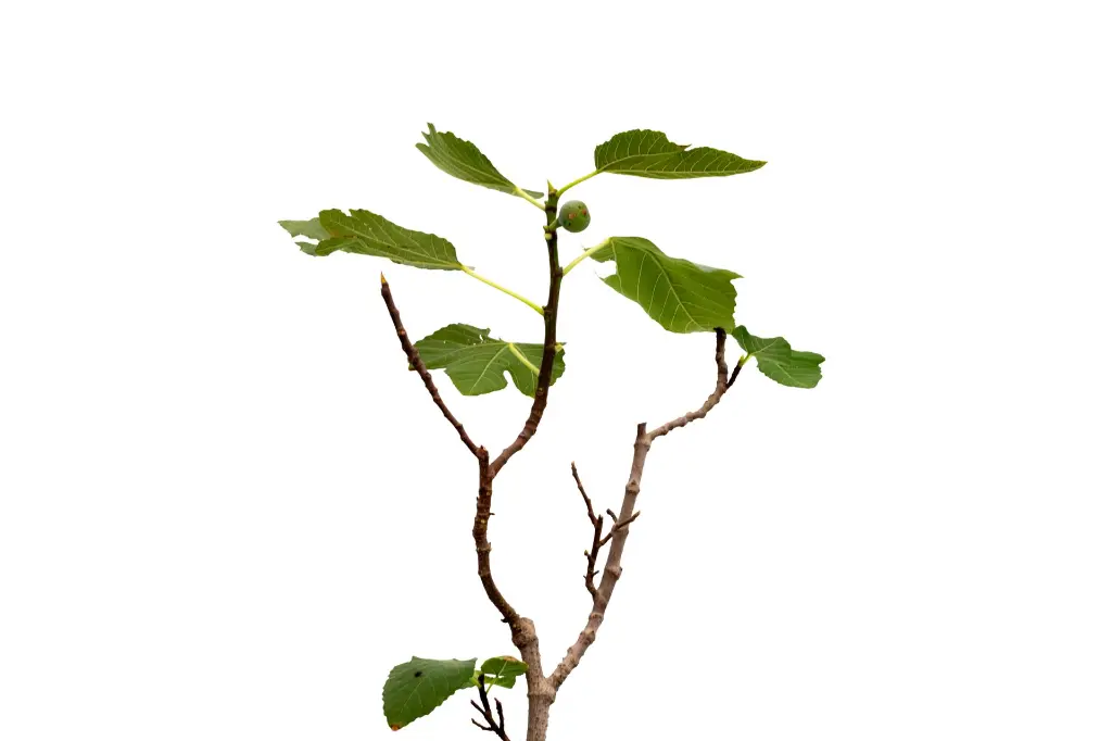 3X0A9557 .webp
