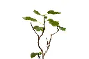 3X0A9557 .webp