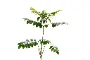 3X0A9363 .webp