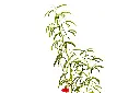 اكاسيا اربيكا 2.webp