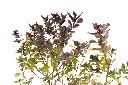 3X0A9706 .webp