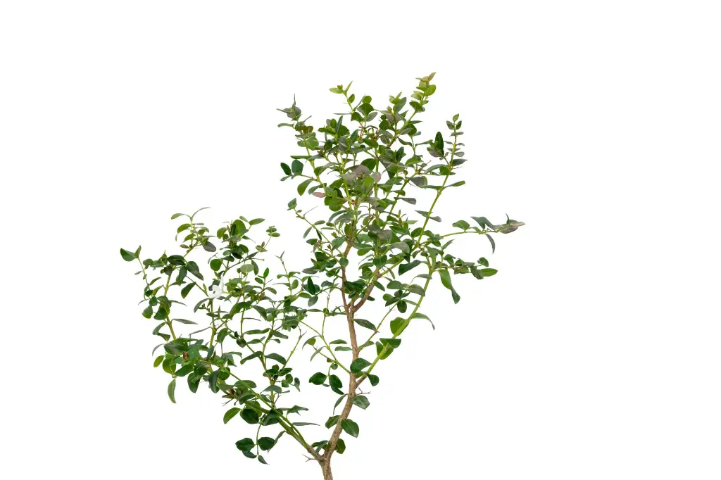 3X0A9724 .webp