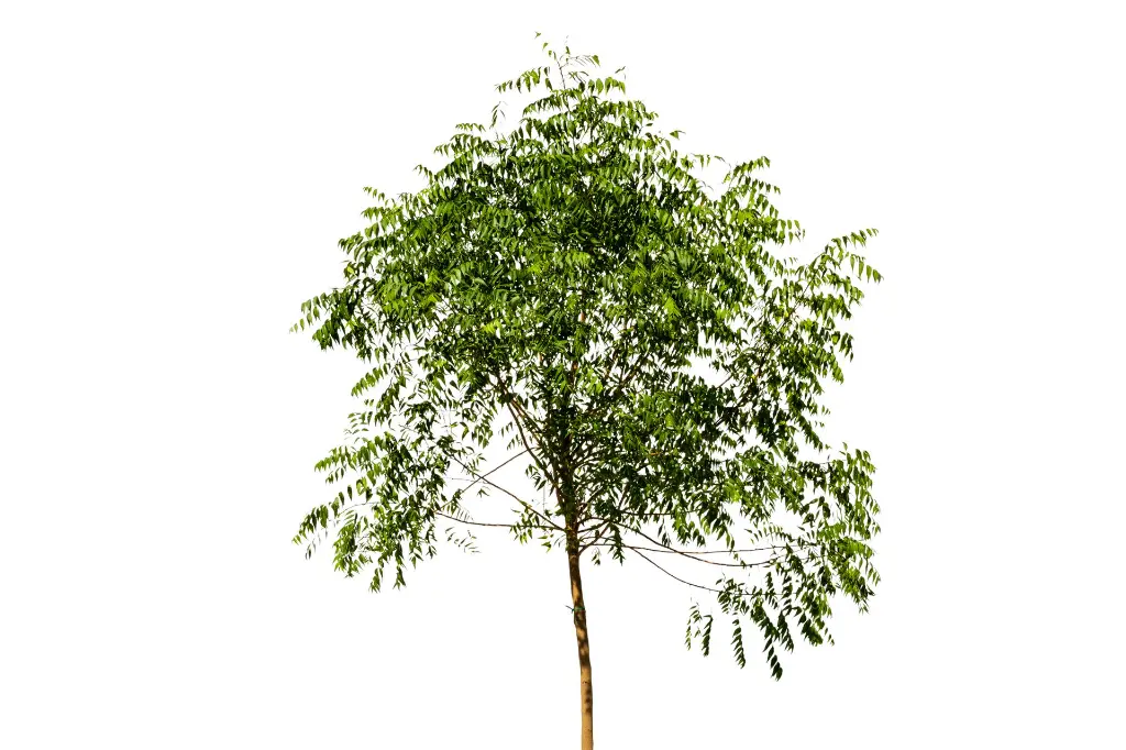نيم01.webp