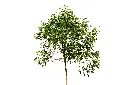 نيم01.webp