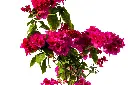3X0A9288-1.webp