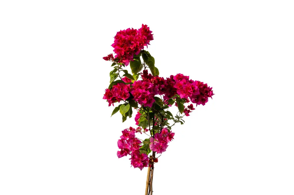 3X0A9287 .webp