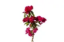 3X0A9287 .webp