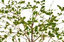 ترمناليا منتالي - 2.webp