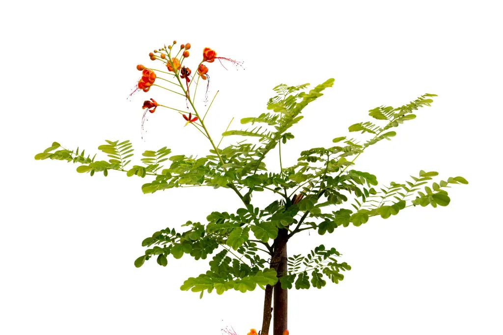 3X0A9576 .webp