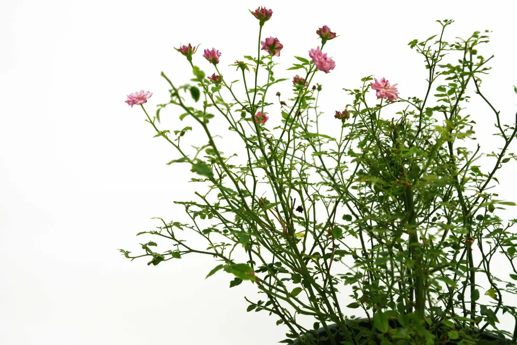 compressed_DSC00390 copy.webp