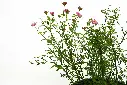 compressed_DSC00390 copy.webp