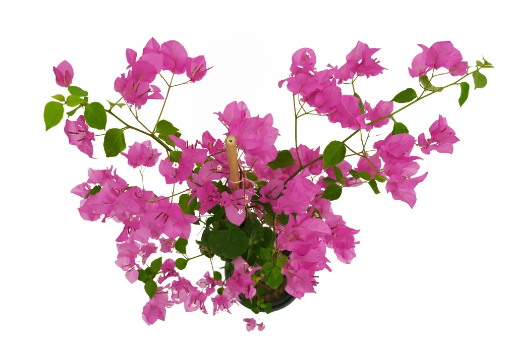 compressed_DSC00767 copy 2.webp